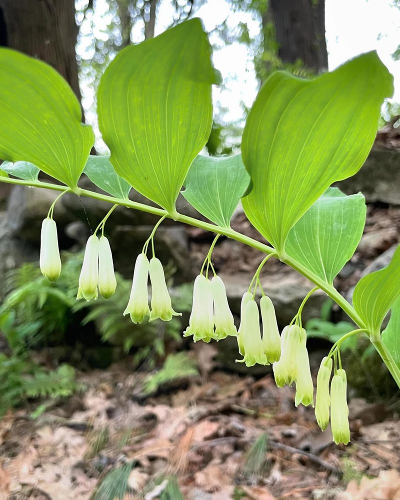 Solomon's Seal
