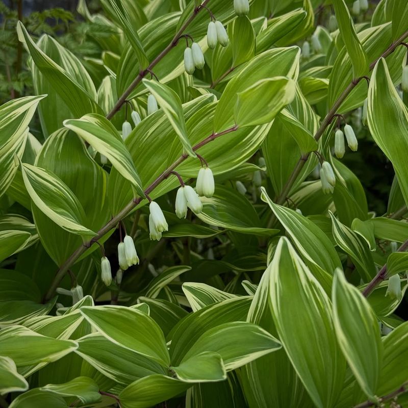 Solomon's Seal 