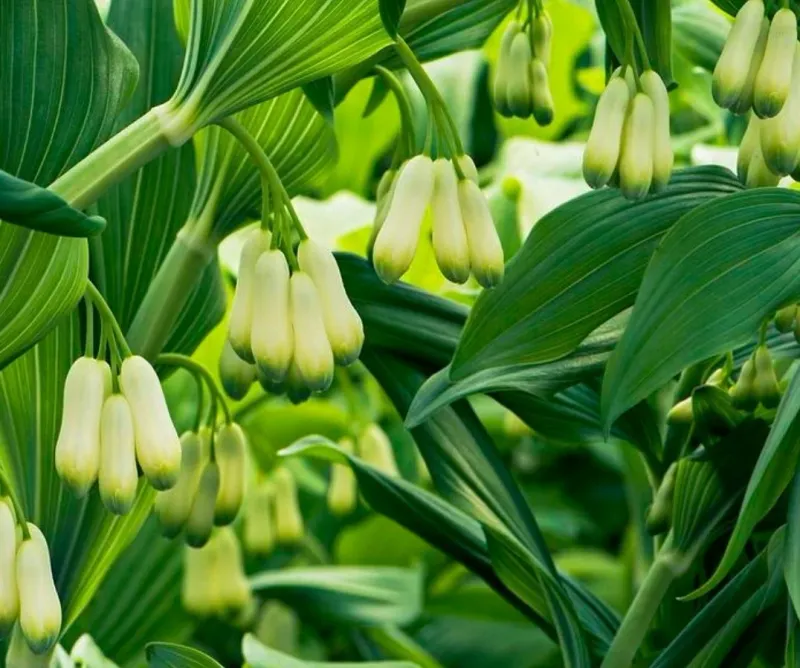 Solomon's Seal Brings Graceful Arching Growth