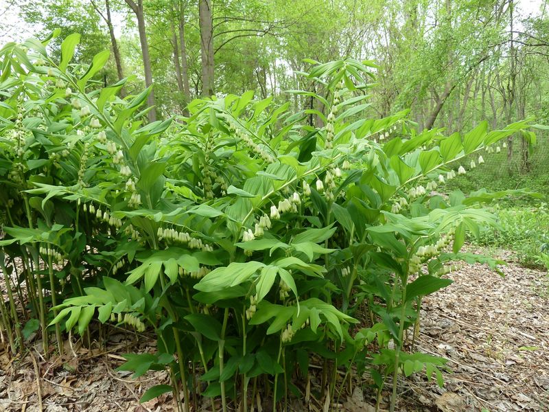 Solomon's Seal Forms Easy To Divide Woodland Colonies