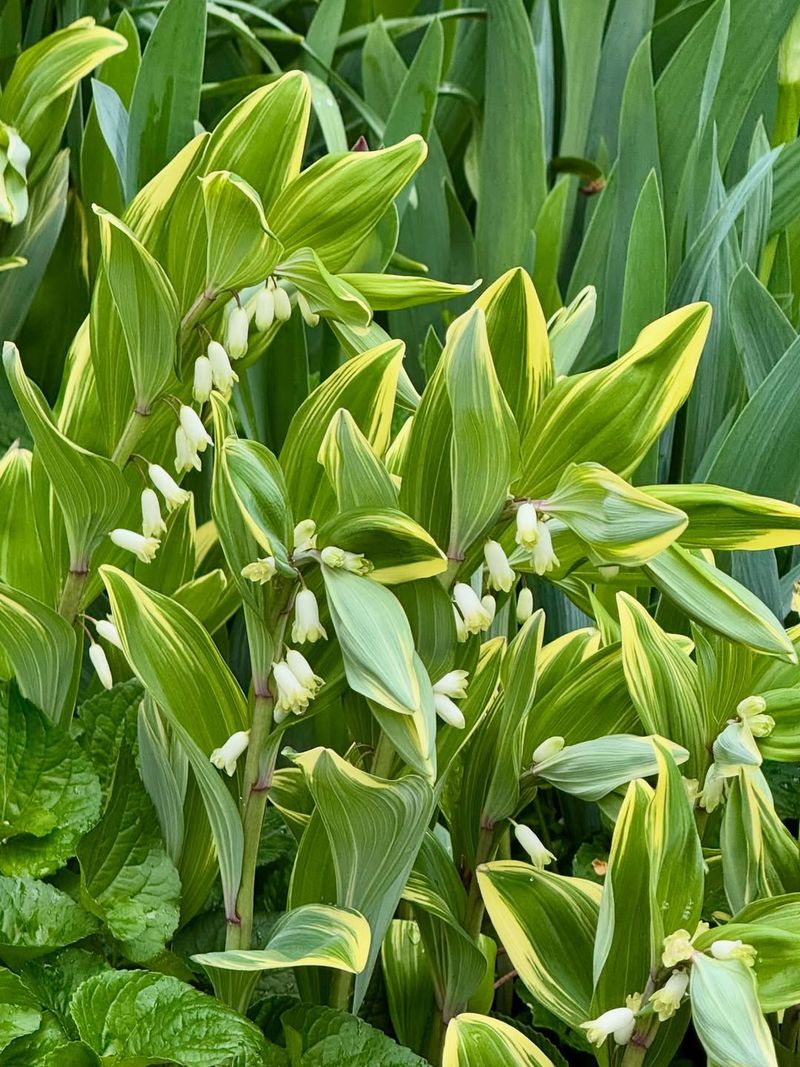 Solomon's Seal Forms Large Woodland Clumps That Divide Easily