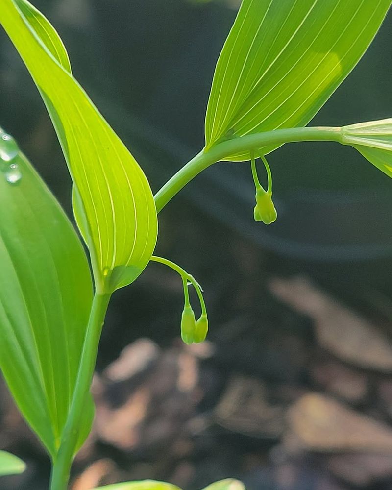 Solomon's Seal