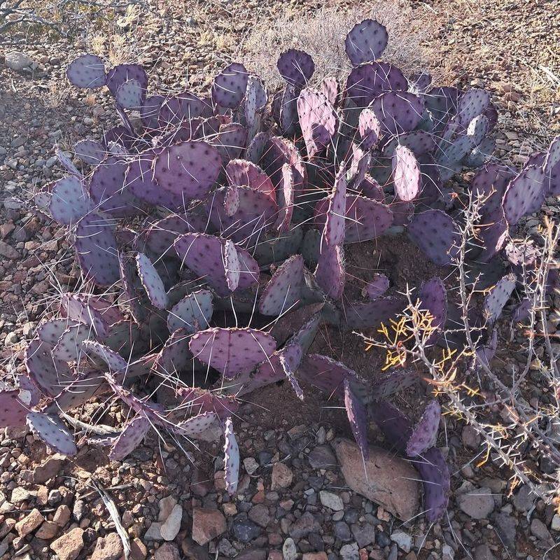 Some Cactus Varieties Naturally Develop Purple Tones