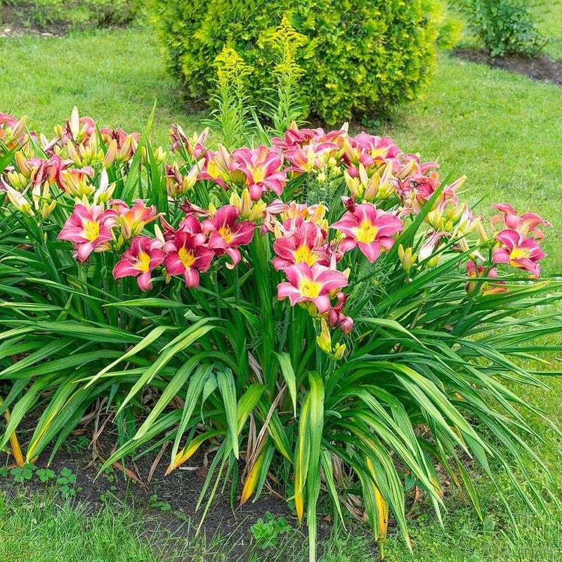Some Daylilies Can Go Several Years Before Needing Division
