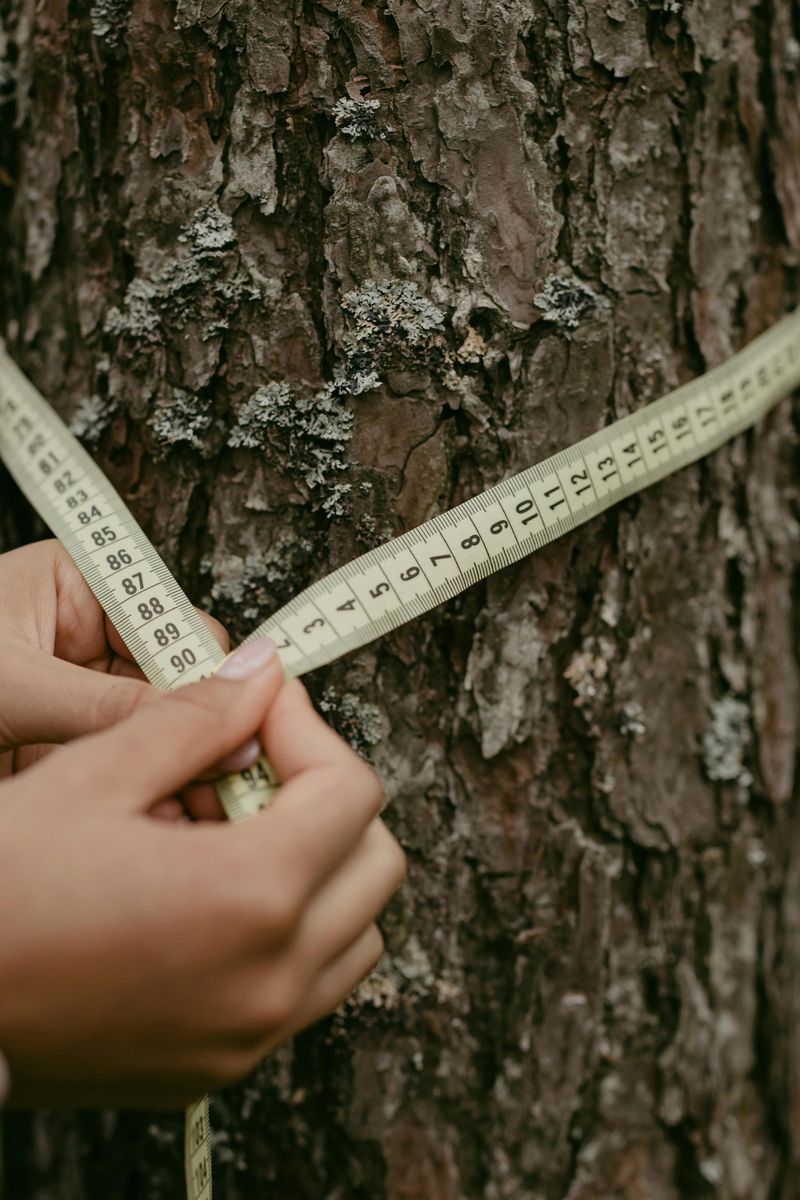 Some Maryland Counties Fine Per Inch Of Trunk Diameter For Unpermitted Removal