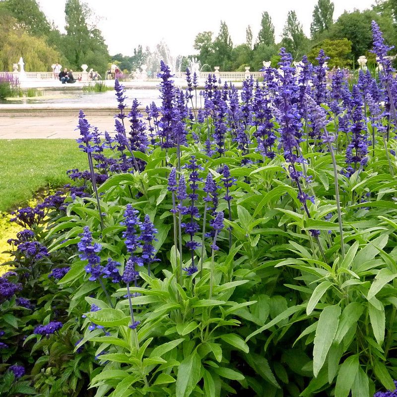 Some Natives Bloom Longer Through Extreme Heat Some Natives Bloom Longer Through Extreme Heat