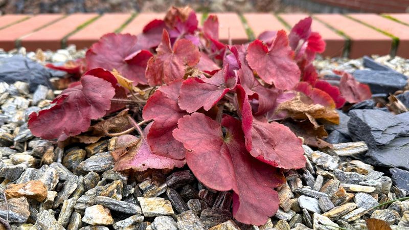 Some Plants Can Struggle Near Hot Rocks