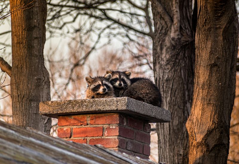 Some Raccoon Problems Need More Than A Hardware Store Trip