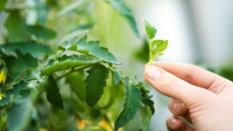 Some Spring Plants Benefit From Pinching Some Spring Plants Benefit From Pinching