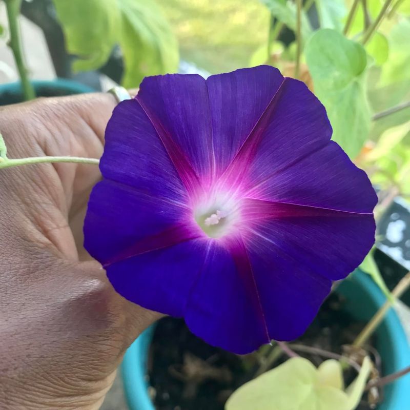 Some Varieties Spread Quickly In Warm Weather