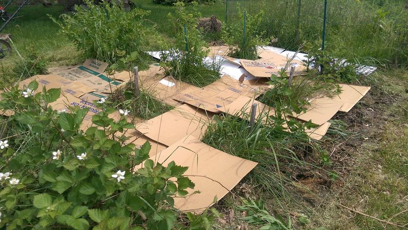 Some Weeds Can Push Through Cardboard