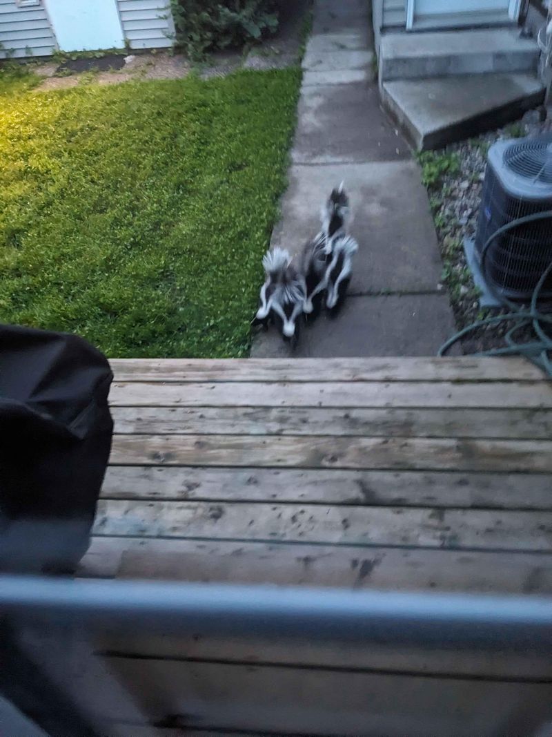 Something Is Living Under The Deck Or Shed Something Is Living Under The Deck Or Shed