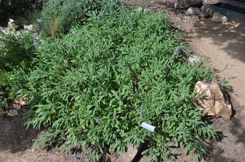 Sonoma Sage / Creeping Sage Sonoma Sage / Creeping Sage