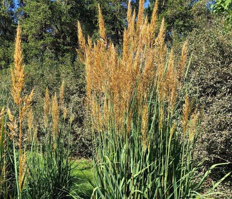 Sorghastrum Nutans 'Golden Sunset' Adds Golden Garden Movement Sorghastrum Nutans 'Golden Sunset' Adds Golden Garden Movement