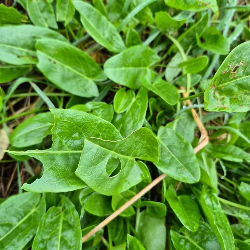 Sorrel Brings Lemony Leaves All Season