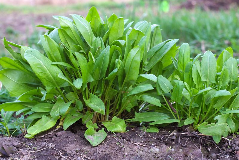 Sorrel (Rumex acetosa)