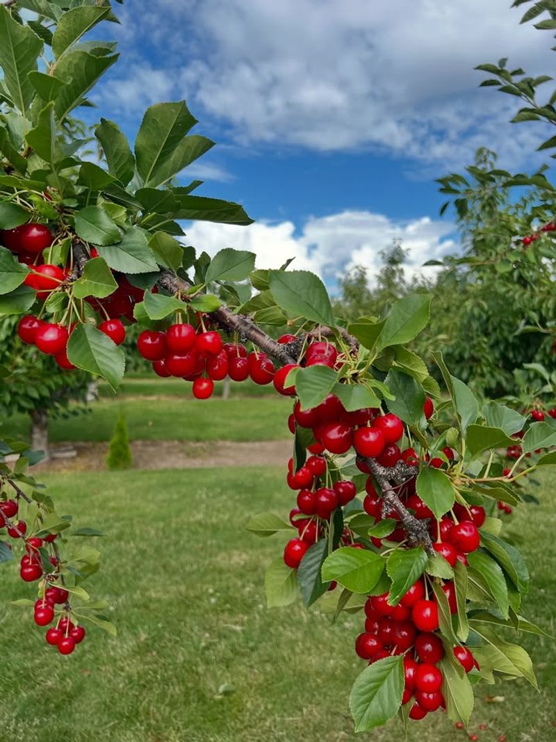 Sour Cherries Can Be Easier Than Sweet Cherries