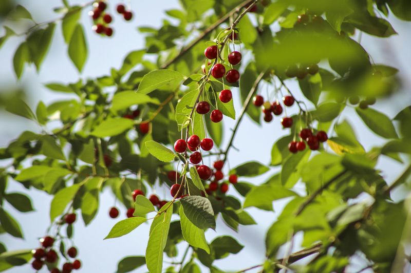 Sour Cherry Trees