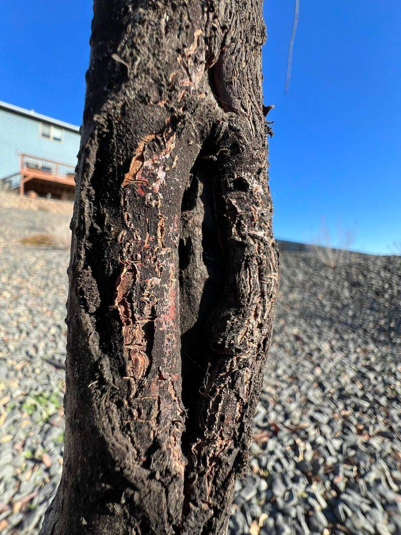 South And West Facing Trunks Often Suffer The Most
