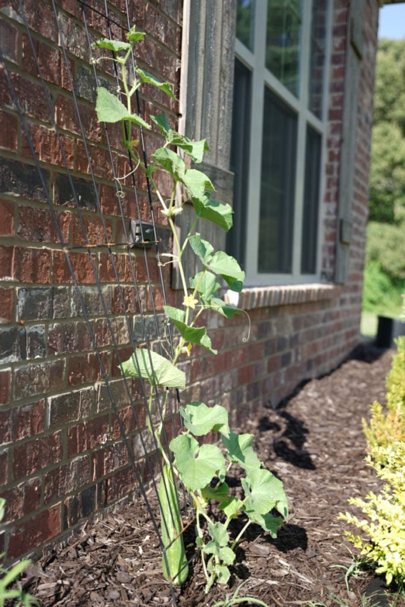 South Facing Brick Walls Can Overheat Cucumbers In Summer