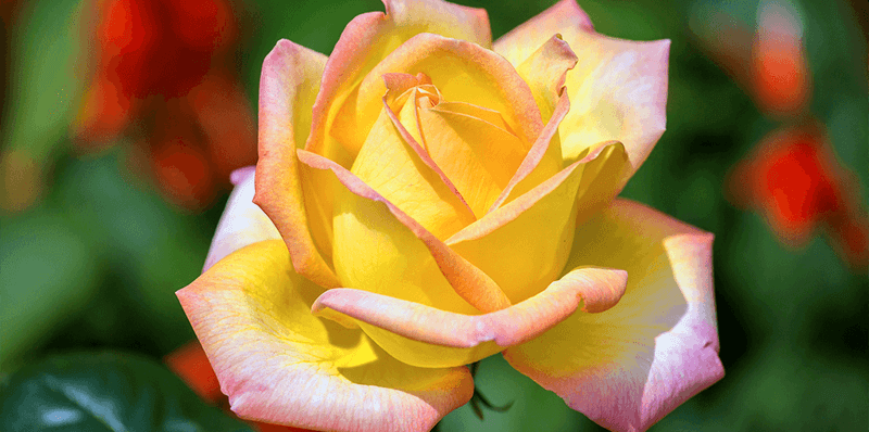 South Florida Needs Tougher Rose Choices