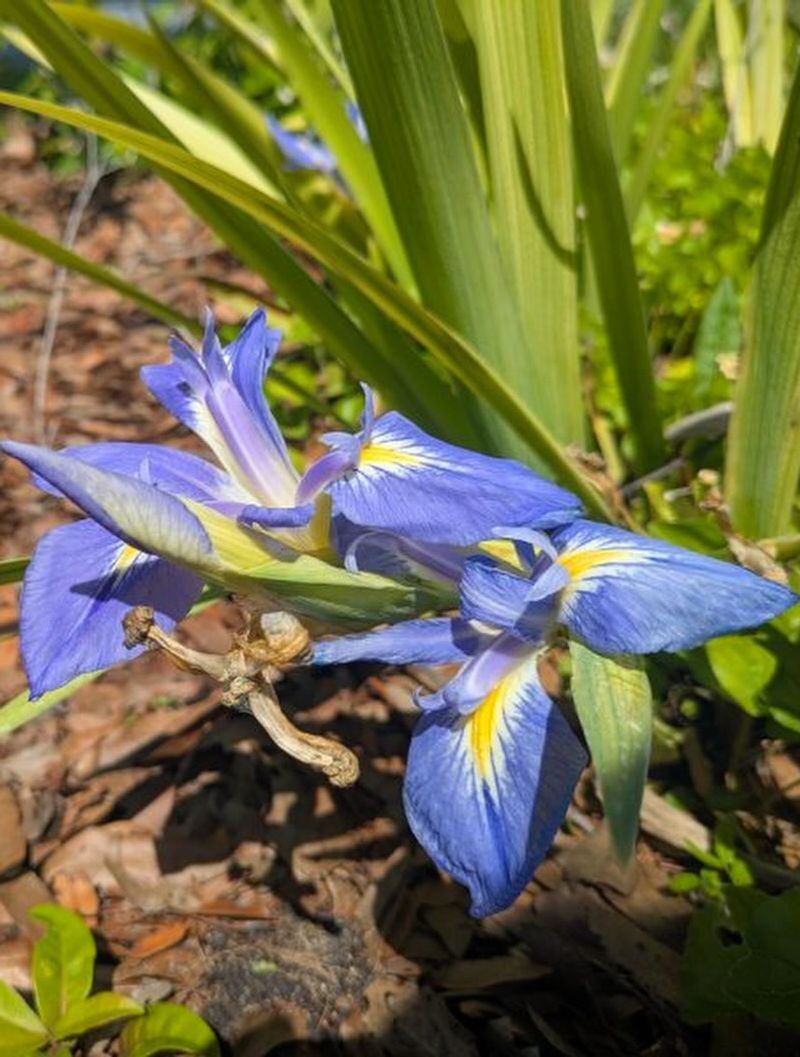Southern Blue Flag Iris (Iris virginica)