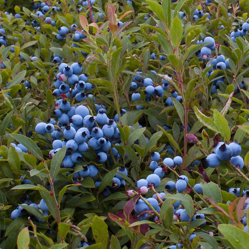 Southern Highbush Blueberry Adds Flowers And Fruit