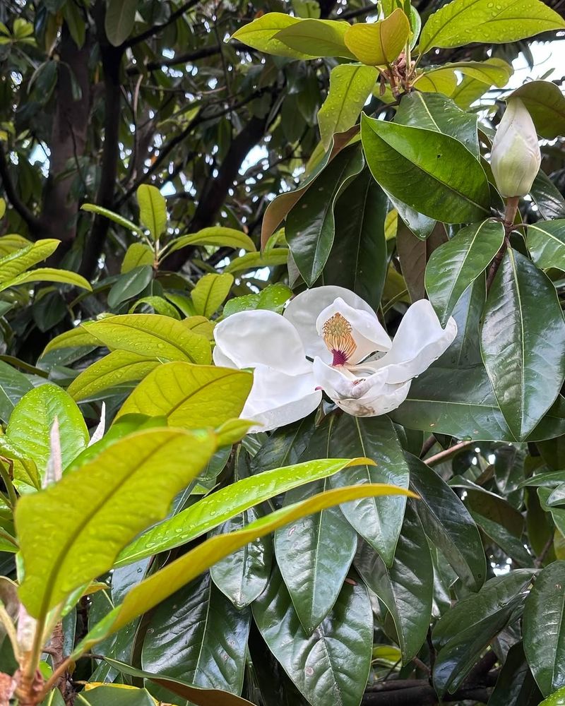 Southern Magnolia Grows Strong When Planted In Warm Soil