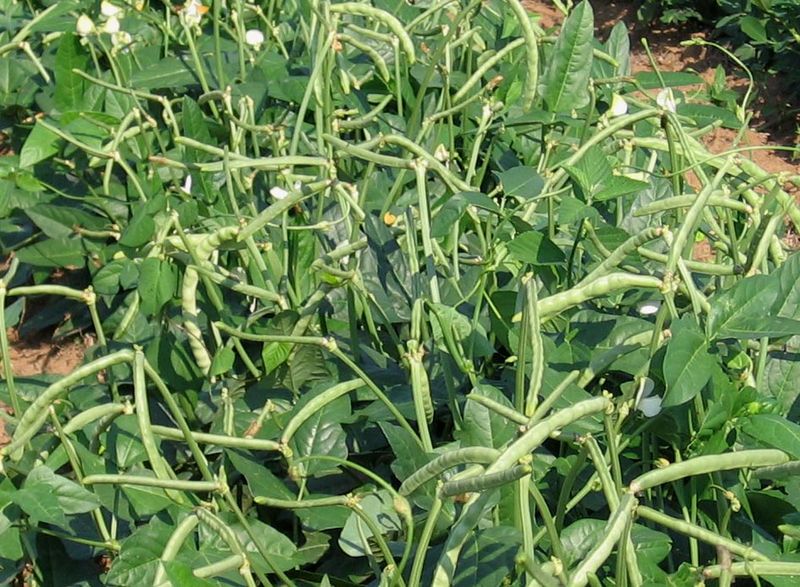 Southern Pea
