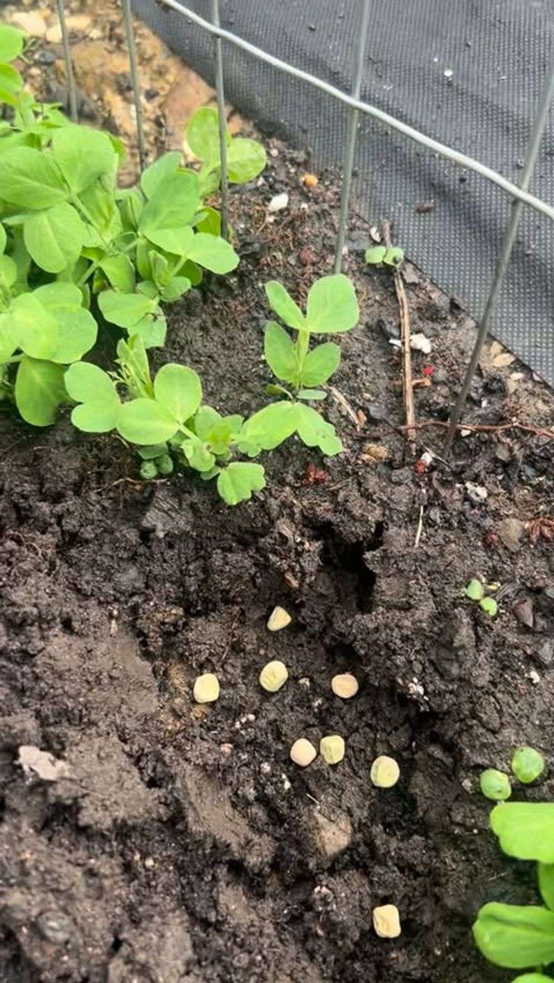Southern Pea