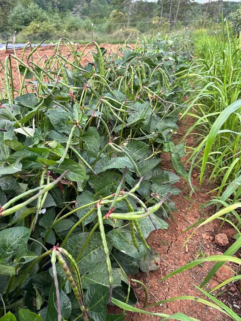 Southern Peas