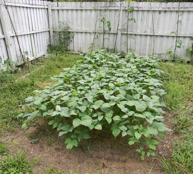 Southern Peas Grow Through Summer