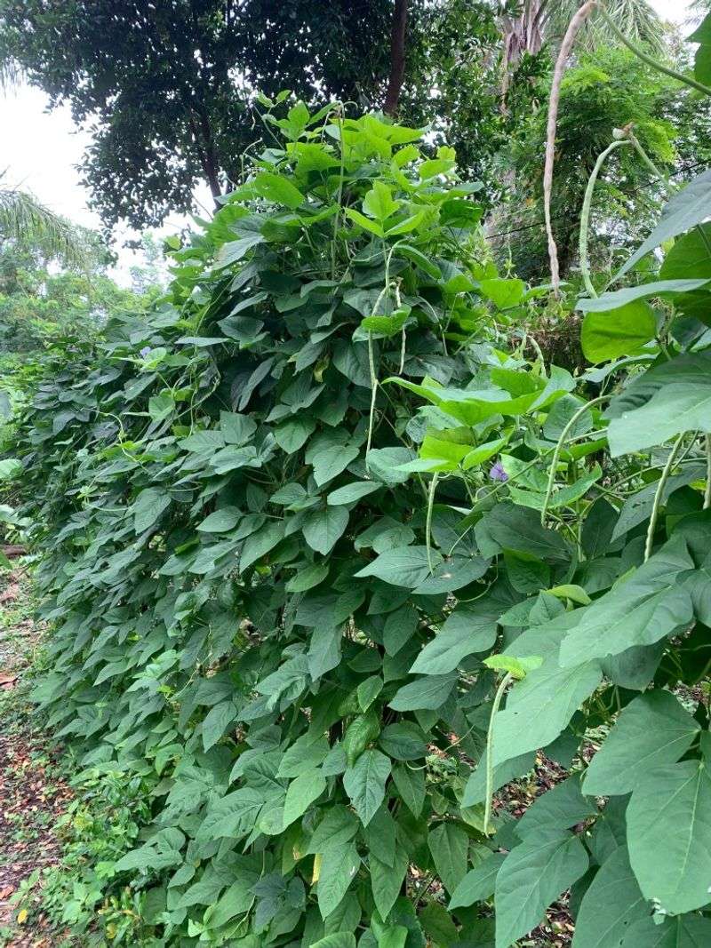 Southern Peas Grow Through Summer
