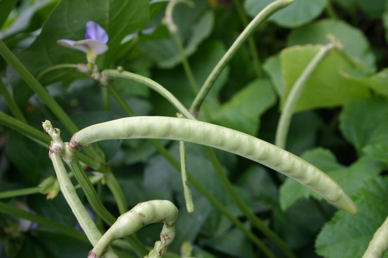 Southern Peas Handle Georgia Heat With Ease