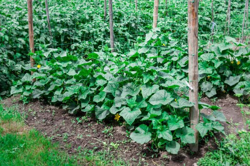 Southern Peas Thrive In Hot North Carolina Summers
