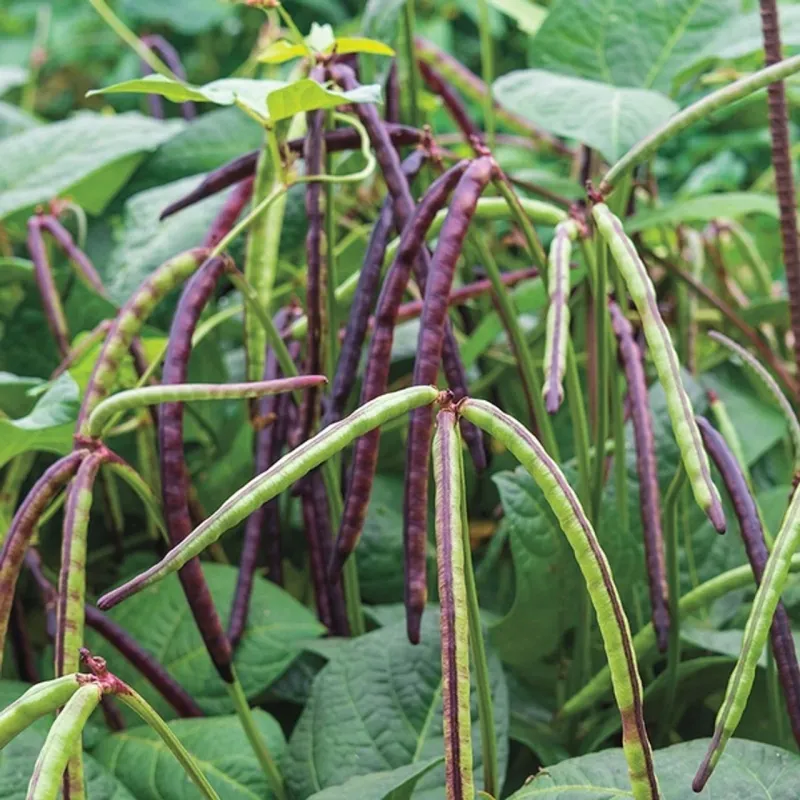 Southern Peas