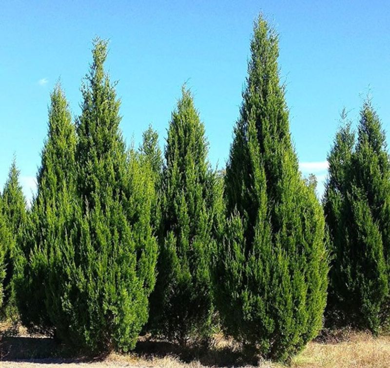 Southern Red Cedar Creates The Closest Native Cypress-Like Screen