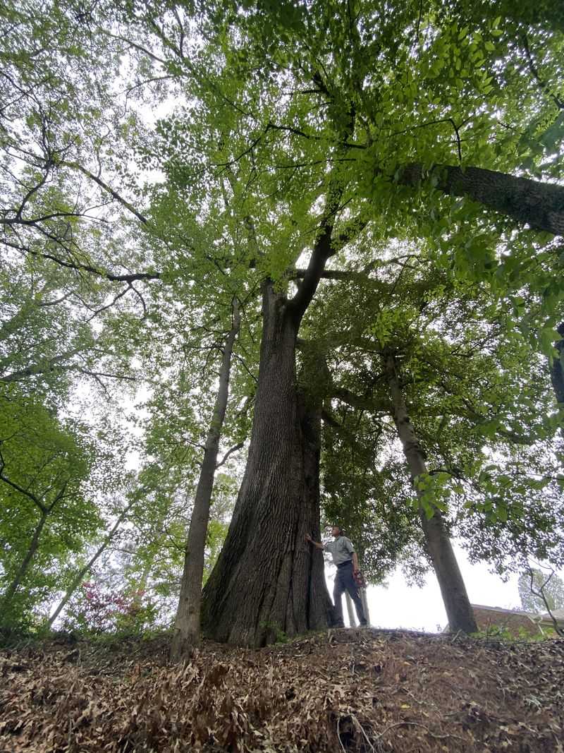 Southern Red Oak (Quercus falcata)