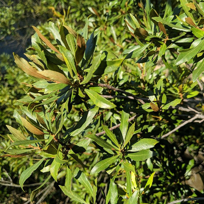 Southern Wax Myrtle Adds Evergreen Screening Southern Wax Myrtle Adds Evergreen Screening