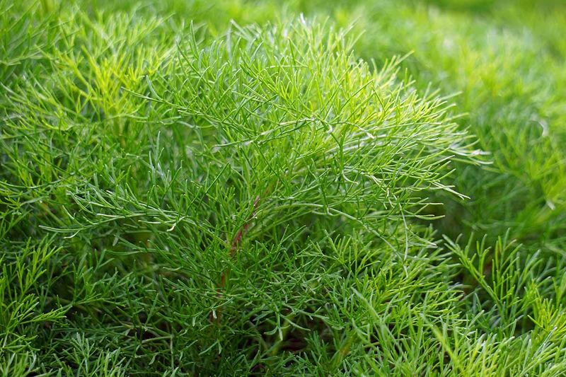 Southernwood Has A Sharp Scent Ants May Avoid
