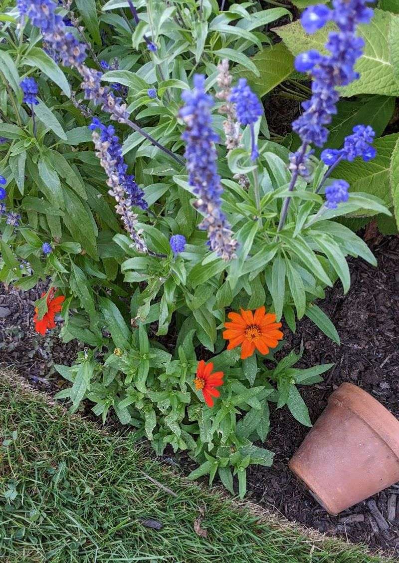 Sow Late Summer Blooming Annuals
