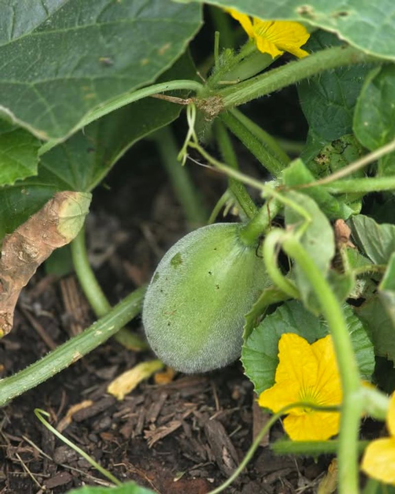 Sow Melons For Sweet Heat Season Flavor