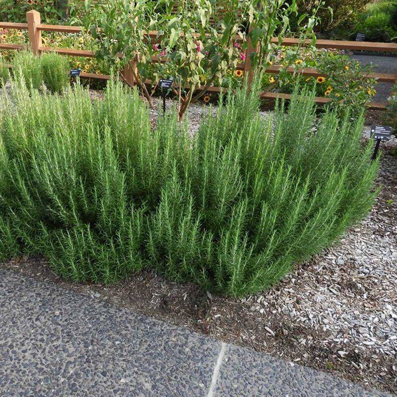 Space Plants For A Full But Airy Hedge Space Plants For A Full But Airy Hedge