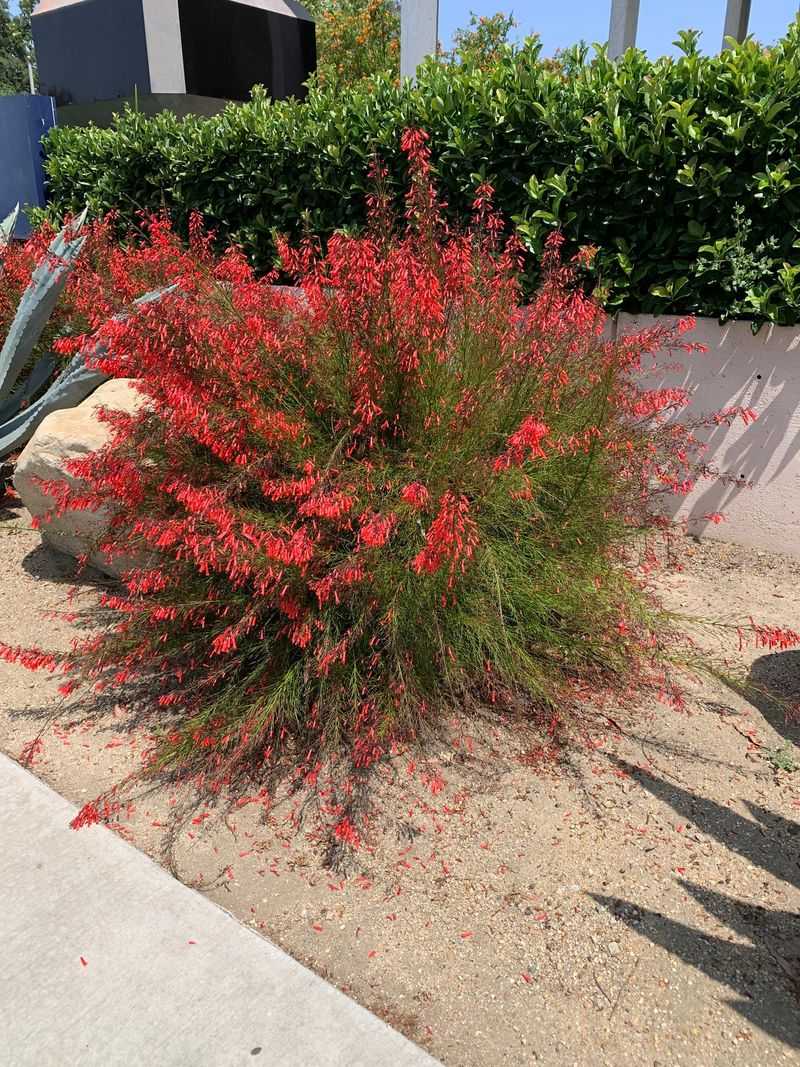 Space Shrubs For An Airy Front Yard Look