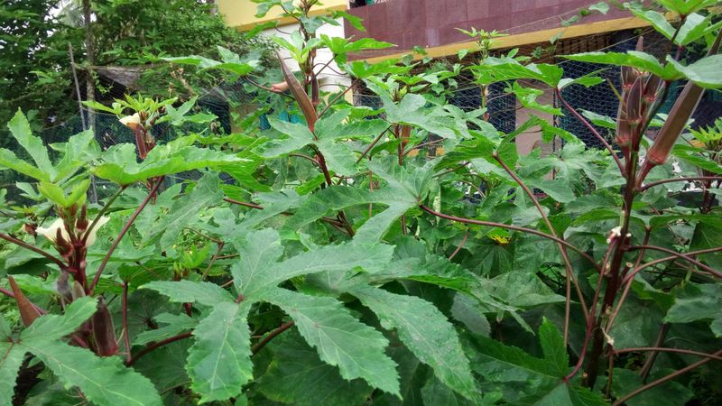 Space Your Plants To Ensure Proper Airflow Space Your Plants To Ensure Proper Airflow