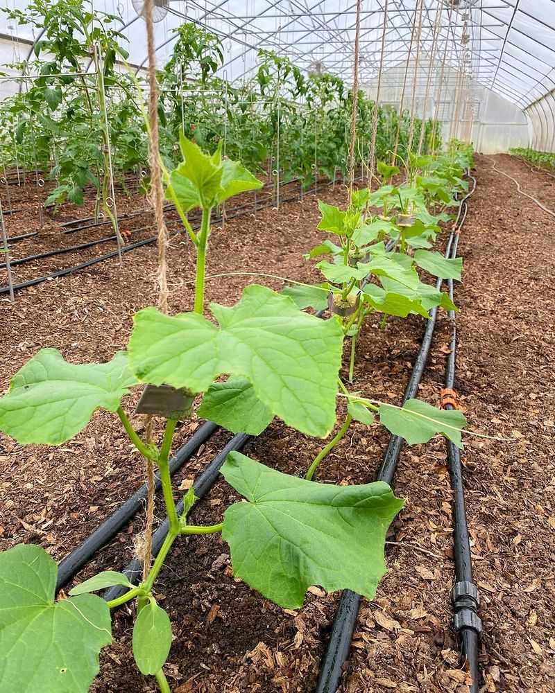 Spacing Cucumber Plants Correctly Helps Prevent Summer Disease