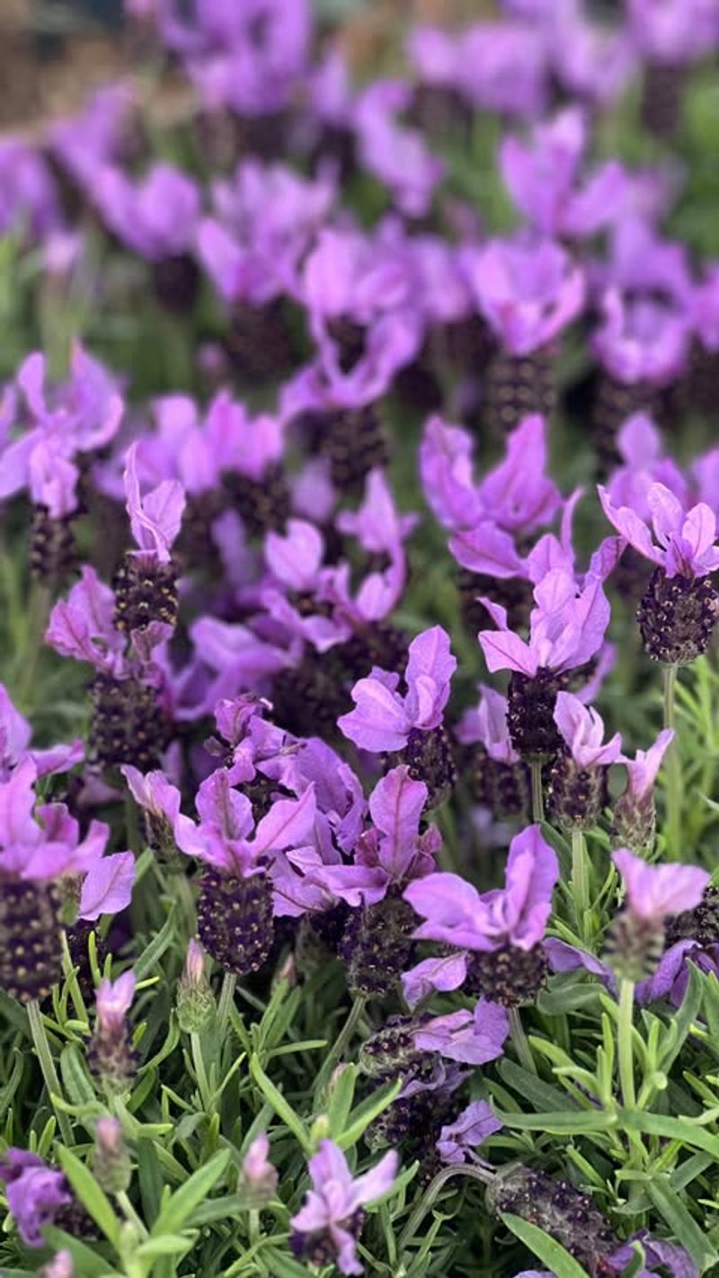 Spanish And French Lavenders Are Marginal At Best