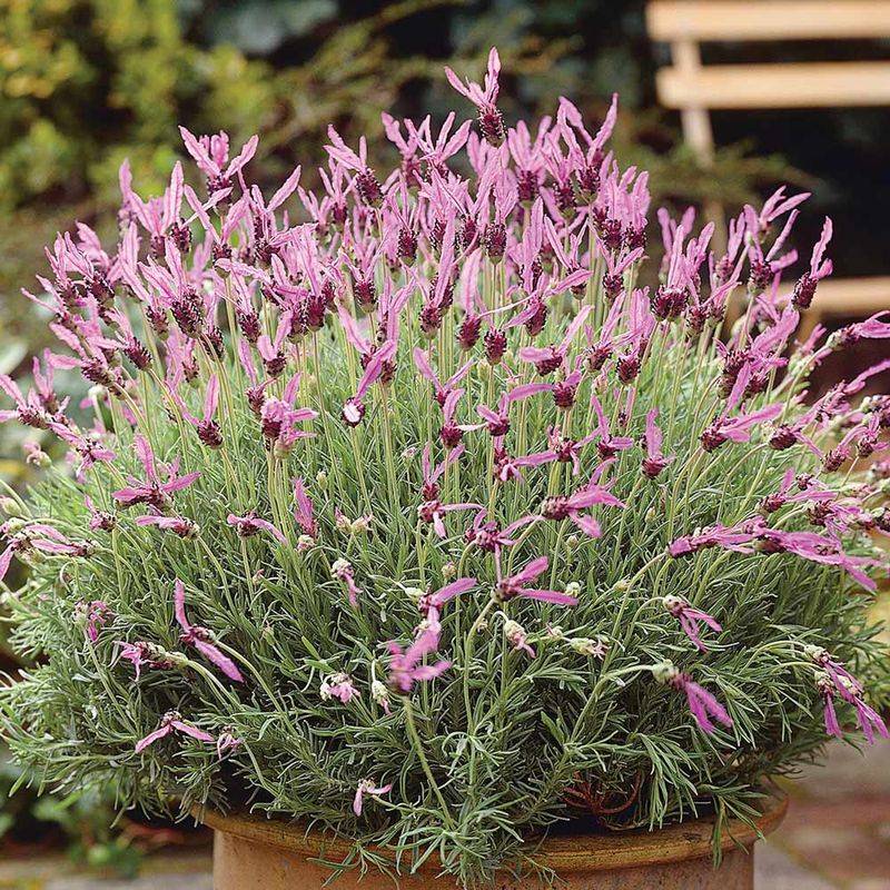 Spanish Lavender Is The Type To Look For First Spanish Lavender Is The Type To Look For First