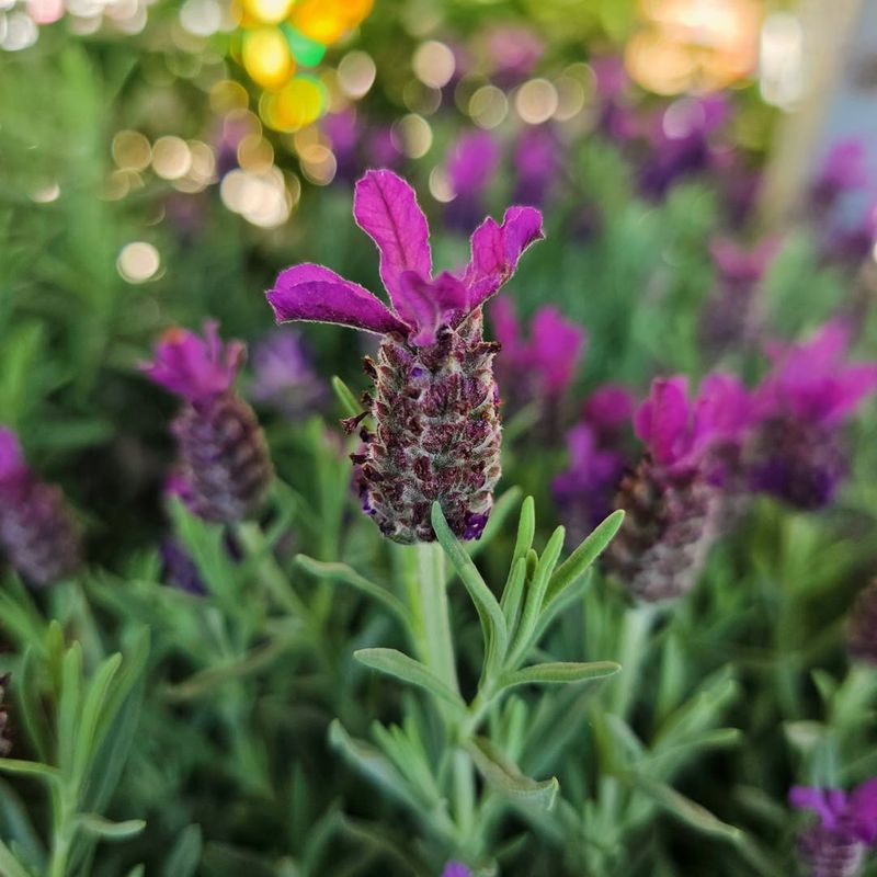 Spanish Lavender Tolerates Dry Heat Better Than Many Varieties Spanish Lavender Tolerates Dry Heat Better Than Many Varieties