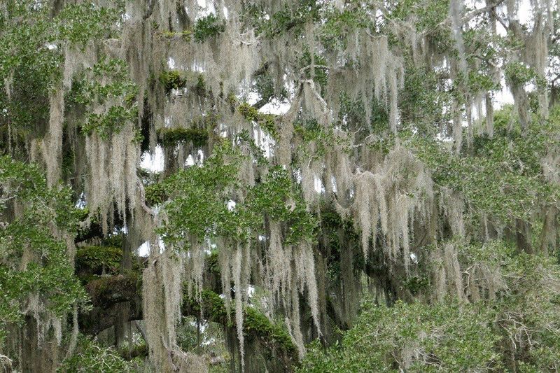 Spanish Moss Gets What It Needs From Air And Rain